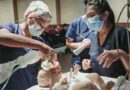 El Materno Infantil realizará una jornada de actualización en soporte respiratorio pediátrico y neonatal
