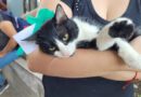 Se lograron concretar cinco adopciones en una nueva jornada de Bienestar Animal