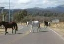 Entre cerros y tradiciones: la magia de descubrir Salta a caballo