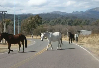 Severas multas para quienes no guarden a sus animales