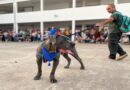Rescataron 35 animales extraviados durante las celebraciones del Milagro