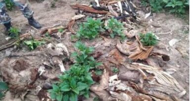 Talavera: Desbaratan una banda dedicada al abigeato en la zona