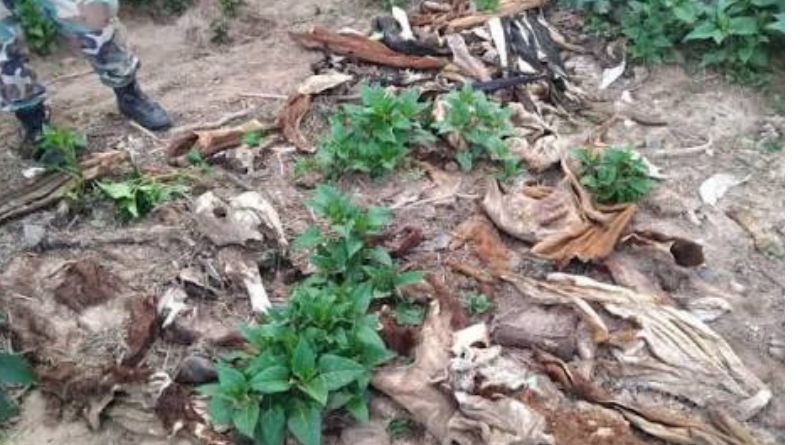 Talavera: Desbaratan una banda dedicada al abigeato en la zona