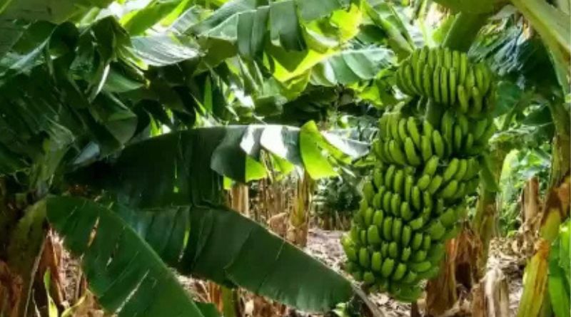 Salta solicitó a Nación una reunión para analizar la nueva normativa bananera